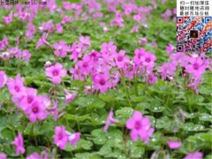 �t����
