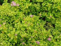 金山繡線菊