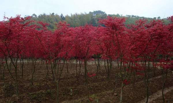 日本紅楓--長景園林