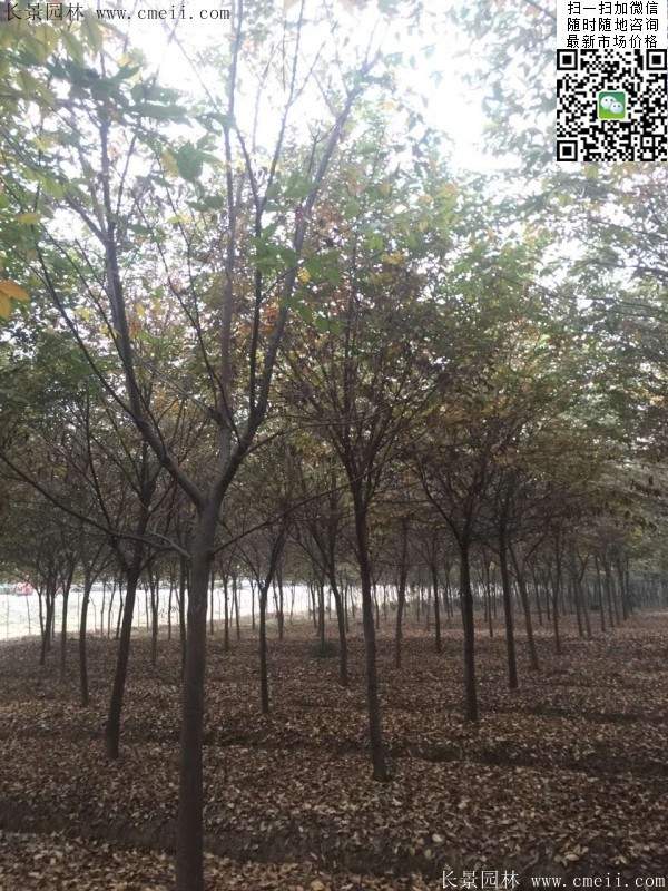 櫸樹前景