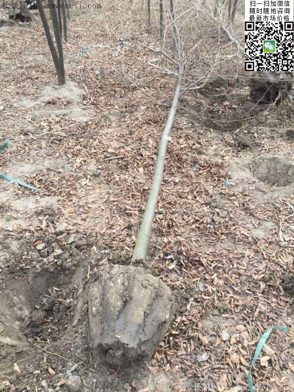 櫸樹