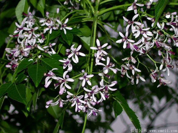 苦楝樹開花