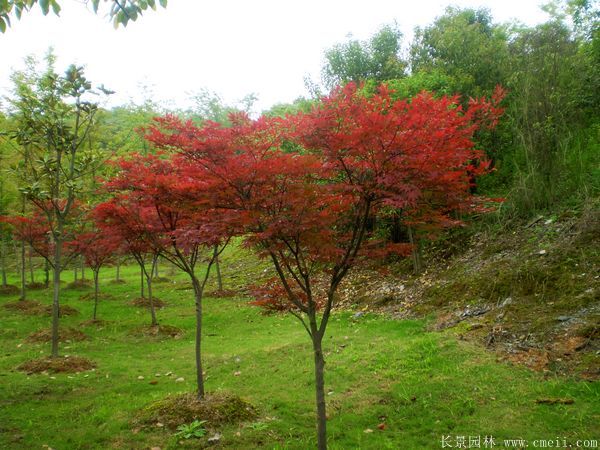 紅楓
