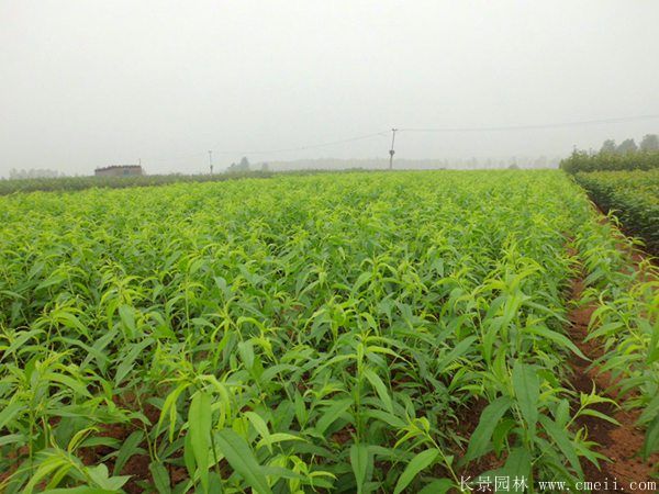 桃樹