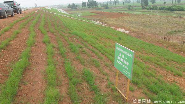 河提邊坡植草護坡綠化圖片
