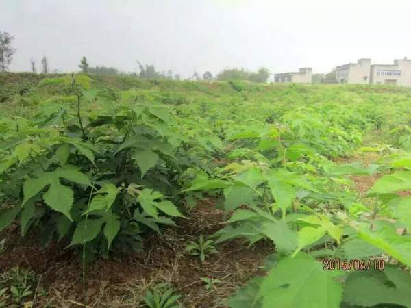 構(gòu)樹(shù)苗圖片構(gòu)樹(shù)小苗基地實(shí)拍