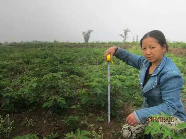 構(gòu)樹(shù)苗圖片構(gòu)樹(shù)小苗基地實(shí)拍