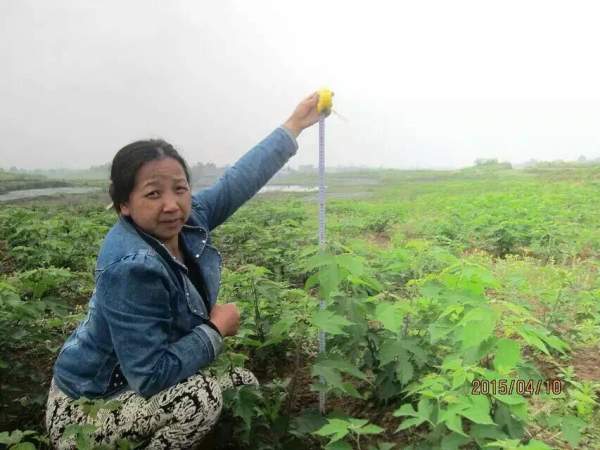構(gòu)樹(shù)苗圖片構(gòu)樹(shù)小苗基地實(shí)拍