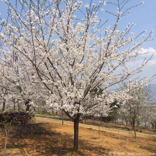 日本櫻花