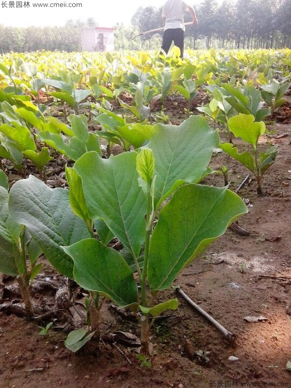 玉蘭種子發芽出苗圖片