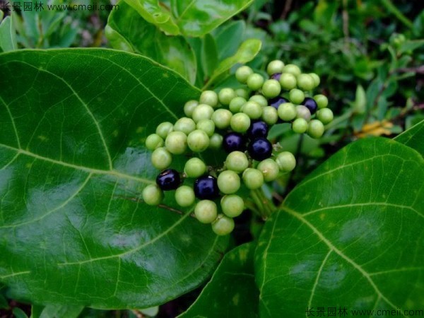 黃荊種子發芽出苗圖片