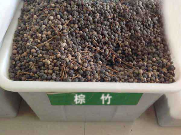 棕竹種子圖片