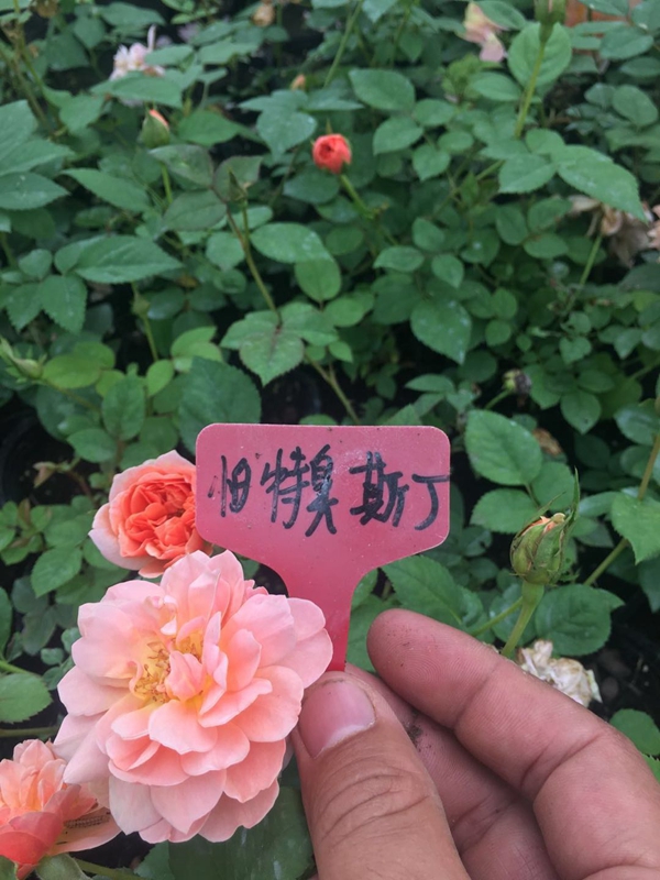 帕特丑斯丁
