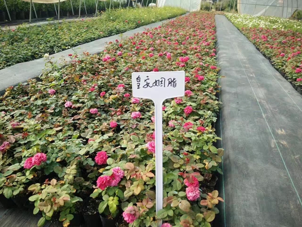 沭陽歐月基地