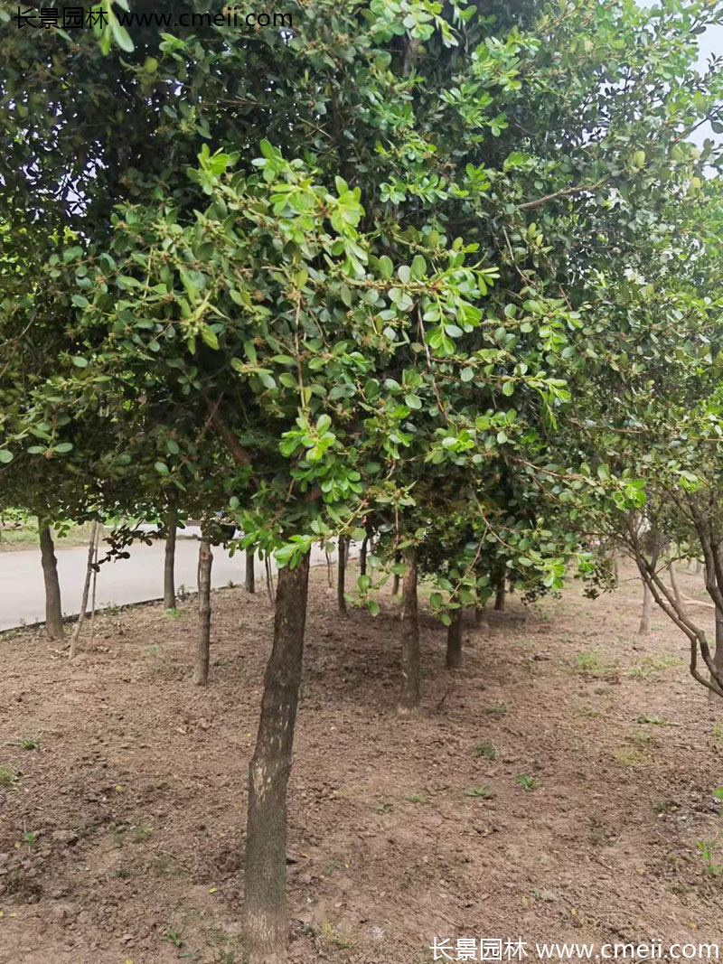 小葉黃楊樹