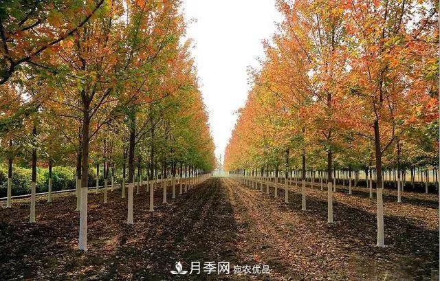 值得收藏！這些全國著名苗木產地你知道幾個？