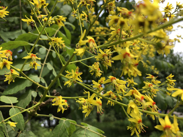 欒樹(shù)花