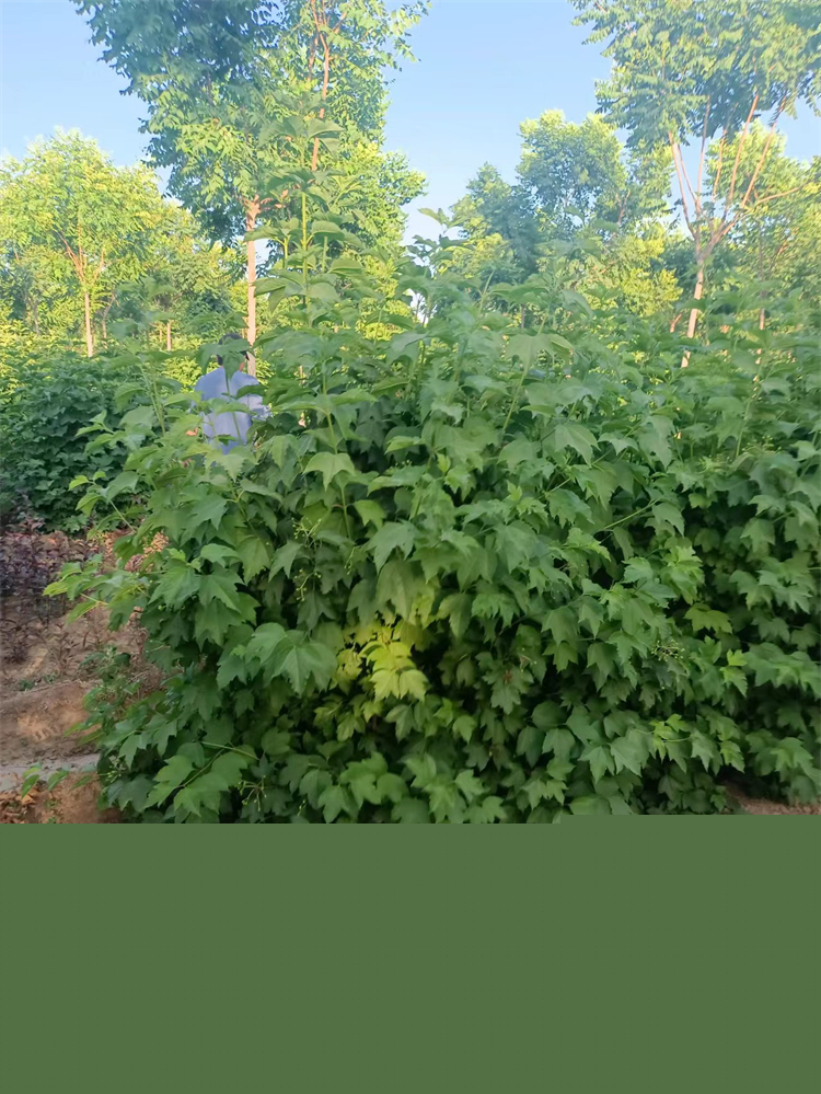 天目瓊花