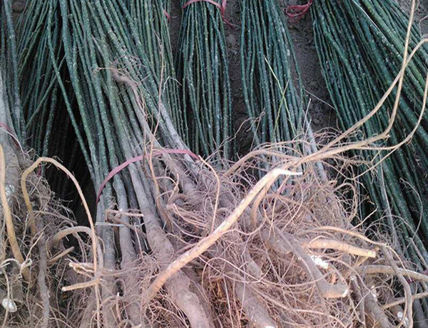 國槐小苗